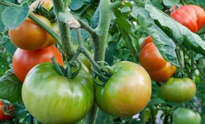 tomates maturation