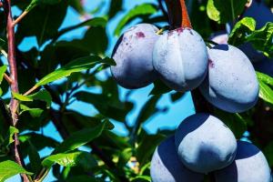 La plantation drupe (prunes) en Octobre. Guide étape par étape