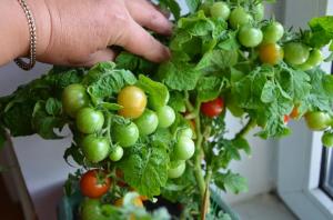 Tomates toute l'année 5 des meilleures variétés pour la fenêtre