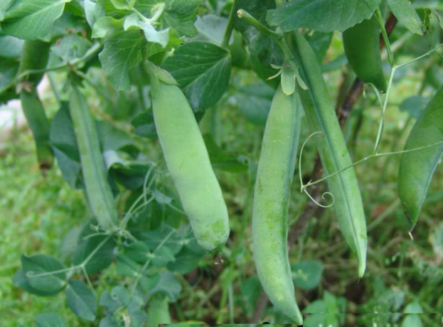 gousses de pois juteuses