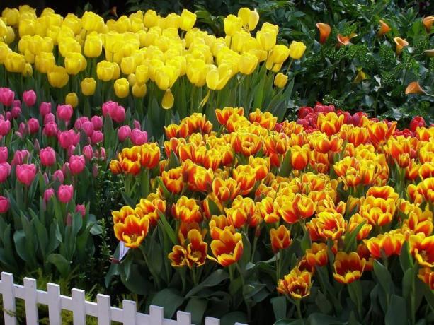 Tulipes - peut-être le plus connu des fleurs à bulbe