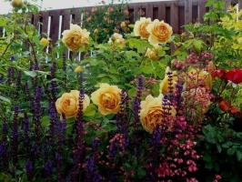 Quelles plantes aura l'air bien avec des roses (de plantes annuelles aux arbustes). 11 exemples