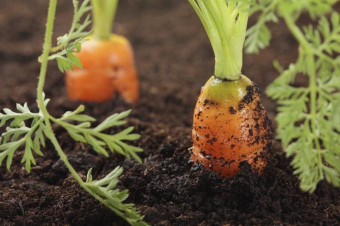 conduit de carotte d'arrosage erroné de sa courbure | Jardinage & Horticulture