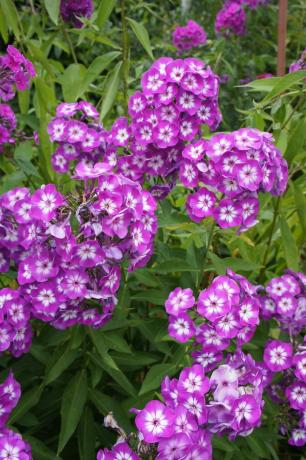 Ainsi que la floraison ont hiverné phlox l'année prochaine!