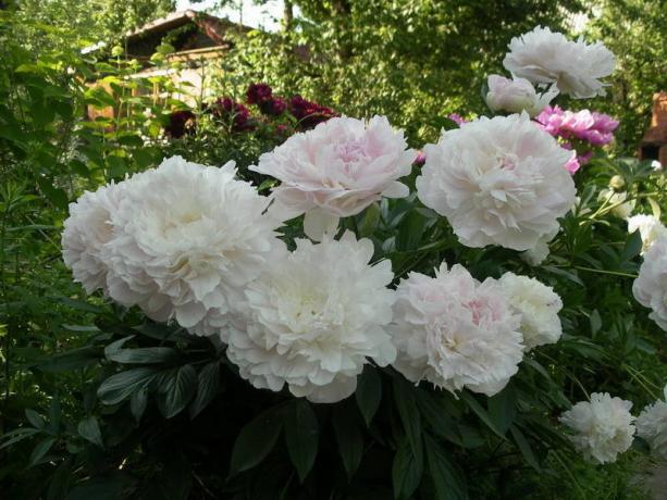 pivoines blanches avec pâle à mi-chemin rose. Photos du site yandex.ru