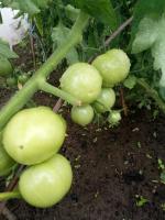 Préparer la tomate pleine terre pendant la période des pluies. Que faire avec des buissons de tomates
