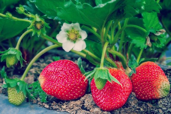 Comment fertiliser les fraises? la façon de 4 personnes | ZikZak