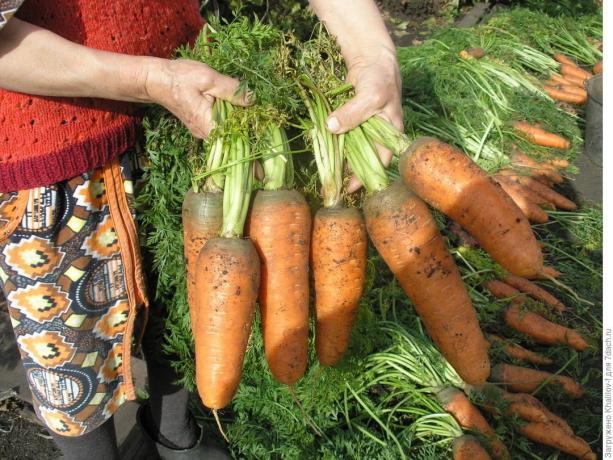 Un exemple d'une bonne récolte de carottes. Photo de l'Internet