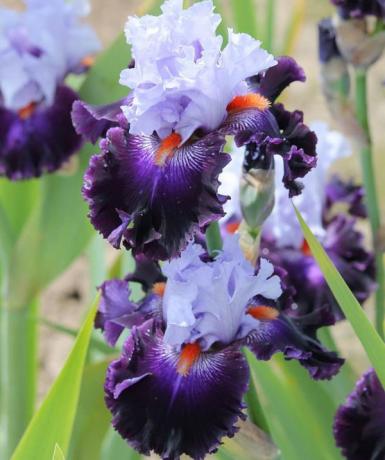 variété Belle fleur d'iris barbus