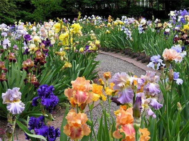 iris fans de créer des jardins entiers de cette plante. Ils sont appelés iridariyami. Le doute que pour une telle beauté ne se soucie. 