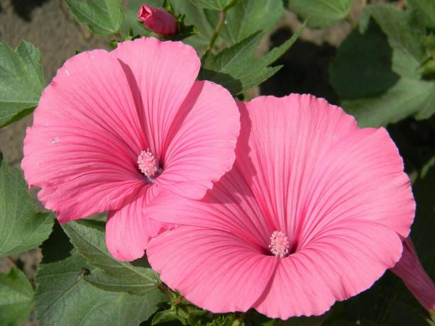 lavatera