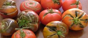 Pourquoi il y a des fissures sur les tomates. Les raisons pour lesquelles ils ne savent pas tous les jardiniers.