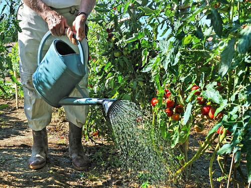 Tomates tels que la chaleur et l'humidité (teplicnik.ru)