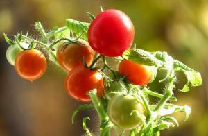 Les tomates seront doux! les secrets de plus en plus