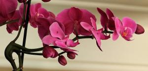 Comment faire cuire l'ail mélange pour orchidées