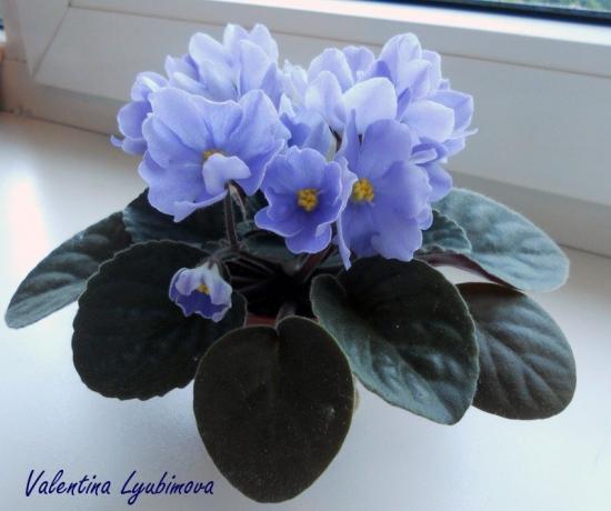 bleu violet (photo Valentina Lubimova du forum)