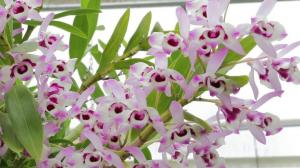 Règles générales pour la prise en charge des orchidées Dendrobium