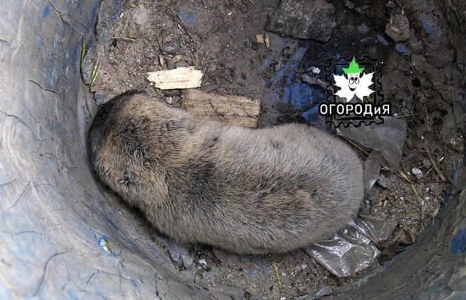 Les premières molaires des rats qui ont été capturés et libérés dans le champ