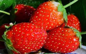 Solution enfer contre les ravageurs et les maladies, et non seulement la fraise