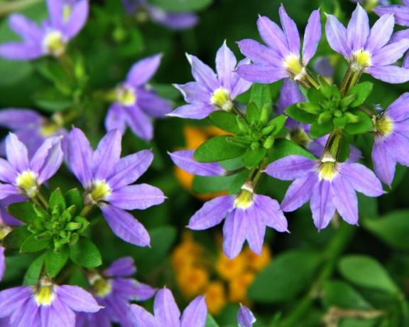 Forme de la fleur Scaevola reconnaissable de bien agréable. Jetez un oeil de plus près: les pétales sont disposés comme un ventilateur avec une seule main! Photo: violet-bryansk.ru