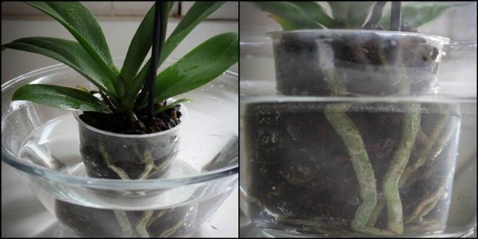 EXEMPLE immersion orchidée dans un bassin. voir: 