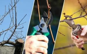 Erreurs de base quand élagué jardin d'arbres fruitiers