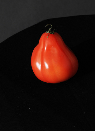 La variété de tomate « cabane Puzata »
