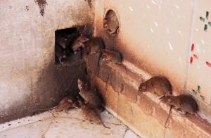 Un moyen facile de se débarrasser des rats et des souris dans la maison.