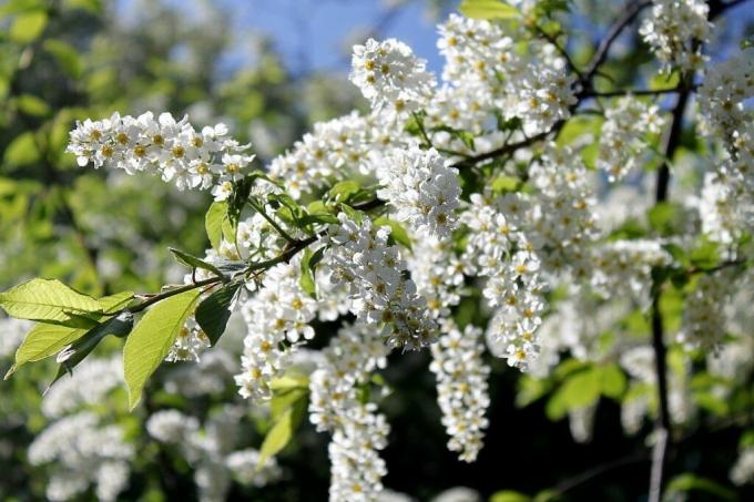 Nous avons abondamment tout blanc dans les fleurs de cette année: pomme, cerise, cerise sauvage. Photo: ok.ru