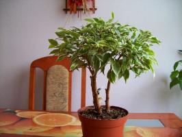 Comment cultiver ficus belle et saine. conseils pratiques