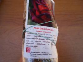 Caractéristiques plantation de roses hybrides de thé au printemps