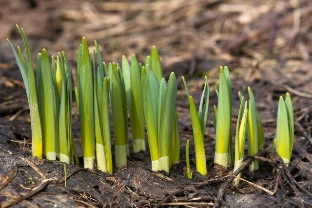 Pousses de jonquilles rappelle déjà une odeur agréable, qui va bientôt faire plaisir tous les jardins du printemps invité