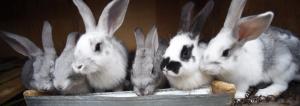 Les lapins sur le sol: le moins cher et plus simple au contenu