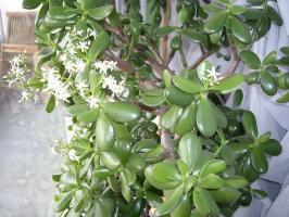 Qu'est-ce que pour nourrir un arbre d'argent en hiver