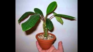 Euphorbia correctement culture intérieure. subtilités des soins