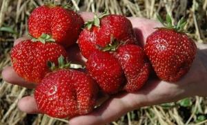 Quelles sont les variétés de fraises des plantes pour l'alimentation des baies suavement tout l'été.