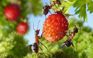 Les fourmis sur la terre: comment se débarrasser des « voisins » indésirables