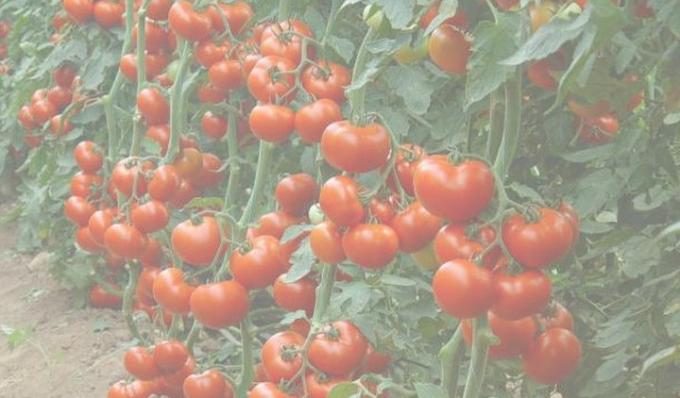 Riche culture de la tomate. Photo de l'Internet