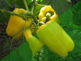 10 secrets de la culture du poivre dans le jardin