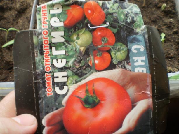 La variété de tomate « bouvreuil ». 