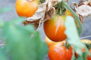 Producteur de Crib pourquoi les tomates éclatent et ce qu'il faut faire