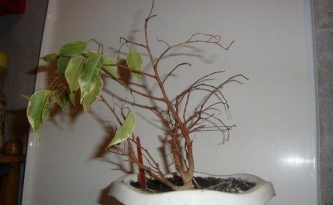 Ficus benjamina - un ventilateur bien connu des feuilles dans les feuilles d'accueil. Et peut apporter aux crises de colère! Photo: mir-ogorodnikov.ru