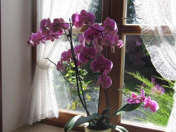 Floraison abondante Phalaenopsis ( http://picdom.ru/i/1280x800/3/8/0b98d41a7.jpg)