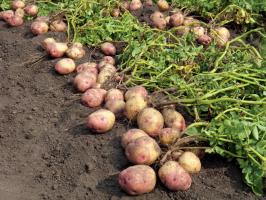 Dans la lutte pour les pommes de terre grands et savoureux: les soins et l'alimentation de ce dernier en Août