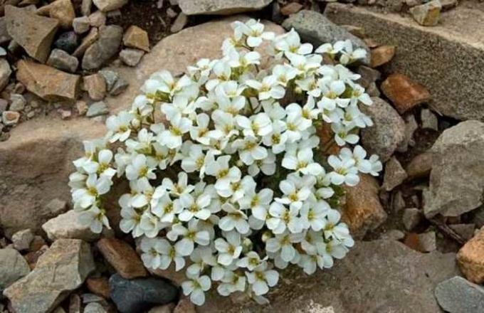 Fleurs blanches arabisa