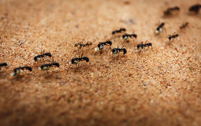 fourmis bannit avec du sel | ZikZak