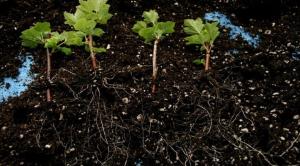 Février - le meilleur temps pour la propagation par boutures de groseilles, il se trouve que les semis forts et au début.