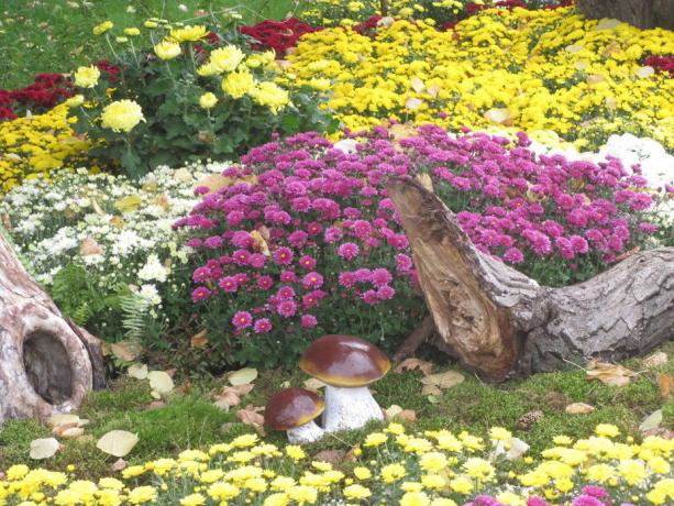 Chrysanthèmes dans la vie vase vaut 2-3 semaines - il est l'un d'un plus indéniable. Photo de l'article sont tirées de l'Internet