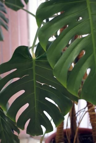 feuilles de monstera tropicales - forme bien reconnue