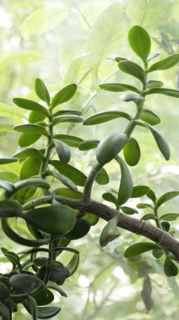 Jade se développe rapidement, et vous devez surveiller en permanence le processus. Pour un arbre d'argent de plus en plus rapide, arroser avec parcimonie: il va augmenter l'incitation à planter la masse verte, qui retient l'humidité.